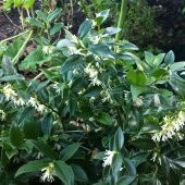 Tüplü Kışın Çiçek Açan Nadir Parfüm Kutusu Sarcococca Fidanı - 1