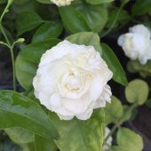 Tüplü Kokulu Katmerli Ful Yasemin Çiçeği Fidanı - 1