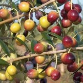 Tüplü Bodur Meyve Verme Durumunda Arbequina Zeytin Fidanı (Saksılı) - 1