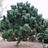 Tüplü Karaçam Fidanı (Pinus Nigra) (100-150 cm 4 Yaş) - 1