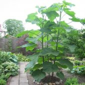 Tüplü Mor Çiçekli Yoğun Kokulu Paulownia Fidanı (30-50 cm) - 2