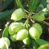 Tüplü Koroneiki Bodur Zeytin Fidanı (Meyve Verme Yaşında) thumbnail 1