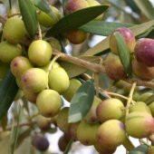 Tüplü İspanyol Bodur Arbequina Zeytin Fidanı (2 Yaş) - 1