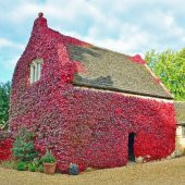 50 Adet Tüplü Amerikan Sarmaşığı (Hazan Dalı, Frenk Asması) Fidanı thumbnail 2