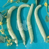 Verimli Turşuluk Geleneksel Anadolu Acur Tohumu (10 Gr) - 1