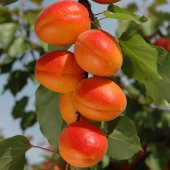 Tüplü Aşılı Çok İri Meyveli Yarıbodur Aldeniz Kayısı Fidanı thumbnail 1