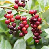 Tüplü Laz Kirazı (Karayemiş) Fidanı thumbnail 2