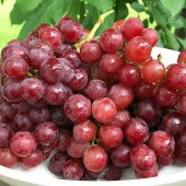 Tüplü Özel Çeşit Flame Seedless Çekirdeksiz Üzüm Asma-Bağ Fidanı - 1