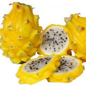 Tüplü Nadir Sarı Pitaya Yellow Dragon Fruit (Ejder Meyvesi) Fidanı thumbnail 1