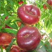 Tüplü Aşılı Bol Verimli Basık Yassı Nektarin Fidanı thumbnail 1