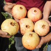 Tüplü Nadir Çeşit Çok İri Meyveli Keben (33N16) Nar Fidanı thumbnail 2