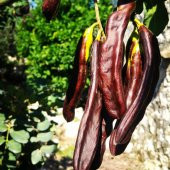 Tüplü Aşılı Nadir Bulunan Keçi Boynuzu (Harnup) Fidanı - 1