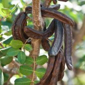 Tüplü Aromatik Keçi Boynuzu (Harnup) Fidanı thumbnail 1