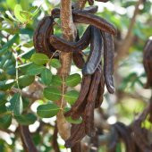 Tüplü Aromatik Keçi Boynuzu (Harnup) Fidanı thumbnail 2