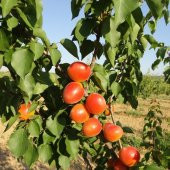 Tüplü Aşılı Çok İri Meyveli Yüksek Verimli Perfect Red Aldeniz Kayısı Fidanı - 2
