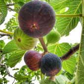 Tüplü Sofralık Bursa Siyahı Dürdane İncir Fidanı thumbnail 2