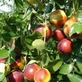 Tüplü Nadir Bulunan İri Meyveli Hünnap Fidanı thumbnail 1