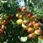 Tüplü Nadir Bulunan İri Meyveli Hünnap Fidanı thumbnail 2