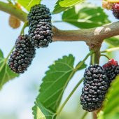 Tüplü Yüksek Verimli Aromatik Yediveren Avustralya Dut Fidanı - 1