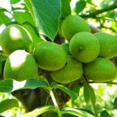 Tüplü Aşılı Yüksek Verimli Pedro Salkım Ceviz Fidanı - 1