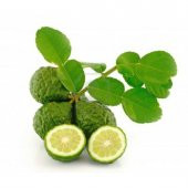 Tüplü Aşılı Nadir Bulunan Kaffir Lime Limon Fidanı - 1