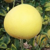 Tüplü Aşılı Nadir Bulunan Şadok Pomelo (Ağaç Kavunu) Fidanı thumbnail 2