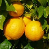 Tüplü Aşılı Bol Sulu Yüksek Verimli Mayer Limon Fidanı - 1