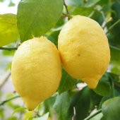 Tüplü Aşılı Bol Sulu Yüksek Verimli Yediveren Limon Fidanı - 1