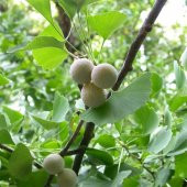 Tüplü Mabet Ağacı Ginkgo Biloba Fidanı (5-15 Cm) - 1