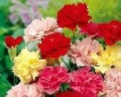 Küçük Çiçekli Karışık Karanfil Çiçeği Tohumu (50 tohum) - 1