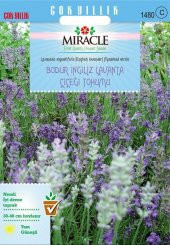 Miracle Munstead Strain Bodur İngiliz Lavanta Çiçeği Tohumu (95 tohum) - 1