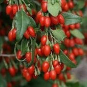Goji Berry Kurt Üzümü Tohumu (20 tohum) - 1