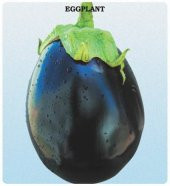 Topan Patlıcan Tohumu (2 gram) - 1