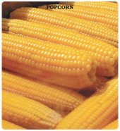 Cin Mısırı Tohumu (25 gram) - 1