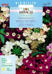 Miracle Karışık Renkli Yer Minesi (Verbena) Çiçeği Tohumu (100 tohum) - 1