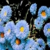 Clear Blue Erigeron Çiçeği Tohumu (50 tohum) - 1