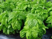 Doğal Yeşil Yapraklı Fesleğen (Reyhan) Tohumu(100 adet) - 1