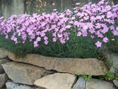 Dianthus Kır Pembesi Çiçeği Tohumu (50 adet) - 1