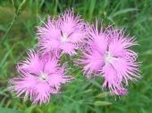 Püsküllü Pembe Dianthus Çiçeği Tohumu (50 adet) - 1