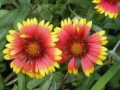 İndian Blanket Gaillardia Gayret Çiçeği Tohumu(30 adet) - 1