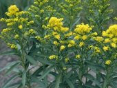 Stiff Goldenrod Çiçeği Tohumu (100 tohum) - 1