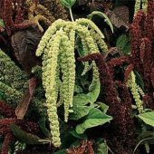 Amaranthus Caudatus Çiçeği Tohumu (50 tohum) - 1