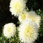 Sarı Gremlin Aster Çiçeği Tohumu (20 tohum) - 1