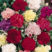 Karışık Karanfil Çiçeği Tohumu (25 tohum) - 1