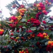 Dağ Çileği Kocayemiş Tohumu (10 tohum) thumbnail 1