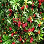 Dağ Çileği Kocayemiş Tohumu (10 tohum) thumbnail 2