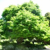 Sığla Ağacı Tohumu (50 adet) - 1