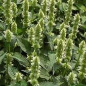 Dev Çiçek Beyaz Mexicana Hysop Çiçeği (50 tohum) - 1