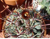 Glandulıcactus Mathssoni Kaktüs Çiçeği Tohumu (5 tohum) - 1