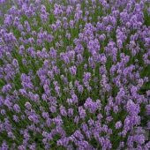 Lavandula Angustifolia Lavanta Çiçeği Tohumu(10 gram) - 1